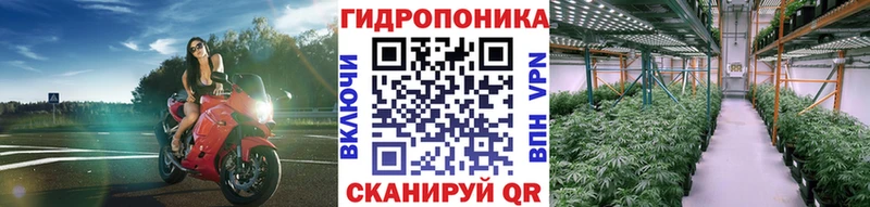 Конопля Западная Двина