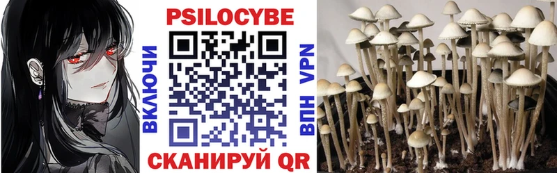 Псилоцибиновые грибы Psilocybine cubensis  закладки  Западная Двина 